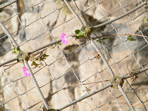 �Lʯ�r��߅�·��o(h��)�W(w��ng)